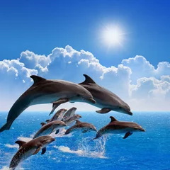 Abwaschbare Fototapete Delfin Springende Delfine