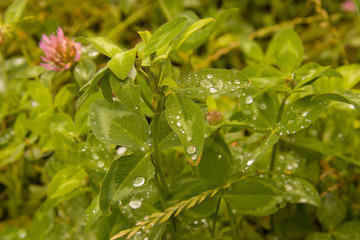 Water drops on grass, macro
