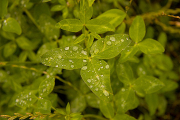 Water drops on grass, macro