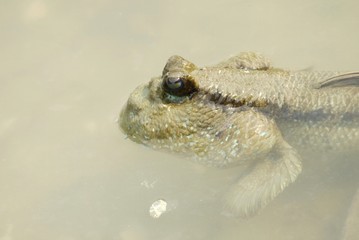 Portrait of a Giant Mudskipper