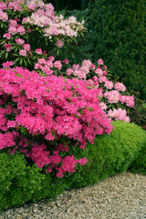 Buxus sempervirens Suffruticosa  & Azalia Kermesina