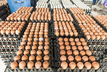Eggs preserved in panel wholesale market