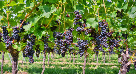 Close up on red black grapes in a vineyard
