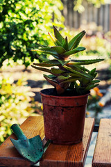 care home decorative potted plant