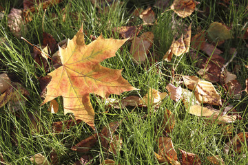 Autumn leaves on green grass