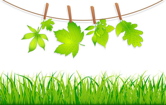 green leaves with clothespins