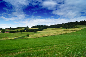 Naklejka premium summer landscape