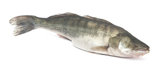 fresh pike perch isolated on a white background