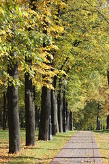 Obraz premium autumn