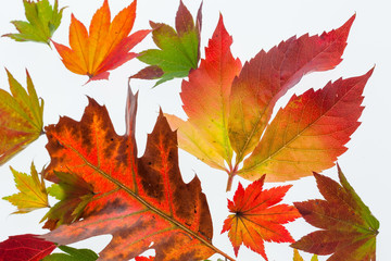 Bunte Herbstblätter
