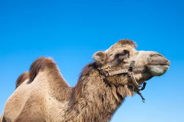 Afwasbaar Fotobehang Kameel portrait of camel