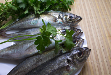 fresh mackerel