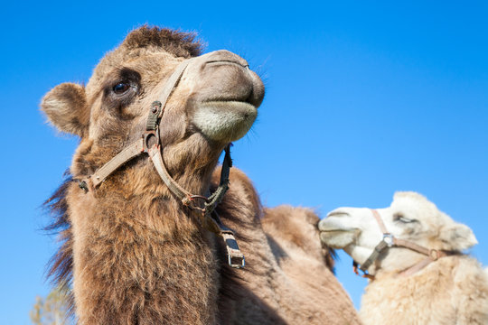 couple of dromedary camels