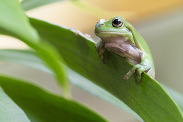 Australian Green Tree Frog