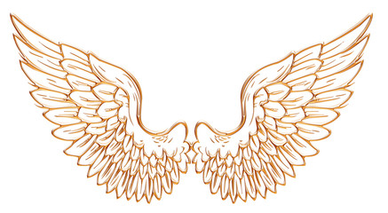 Golden eagle wing isolated on white background. - obrazy, fototapety, plakaty