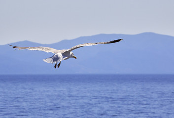 Yellow-legged gull fly over the sea.