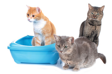 Drei Katzen neben Katzentoilette