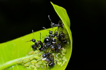 Ants