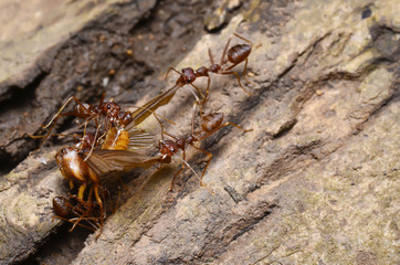 Ant colony