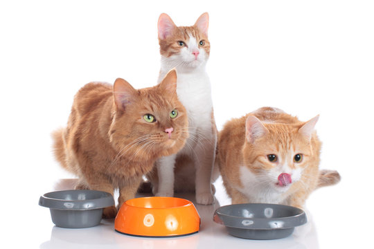 Drei Katzen am Futternapf