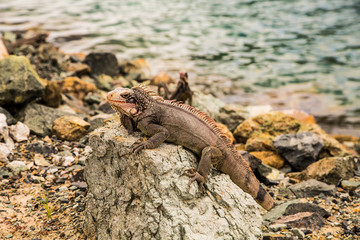 Iguana on Rock Looking at Camera