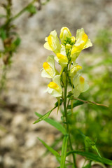 Toadflax, Linaria vulgaris, Scrophulariaceae