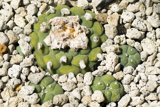 Lophophora tiegleri, Cactaceae, Mexico