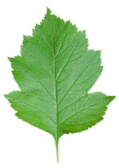 Fototapeta na wymiar Leaf of hawthorn 5