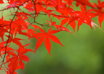 紅葉