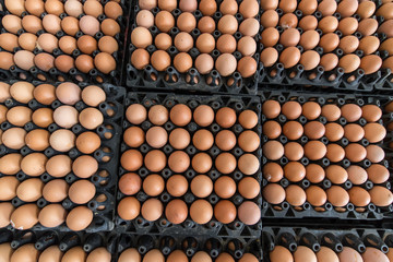 Eggs preserved in panel wholesale market