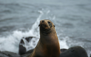 Otarie des Galapagos