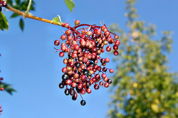 Unripe fruits of elderberry