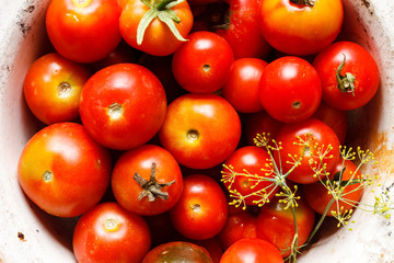 fresh tomatoes