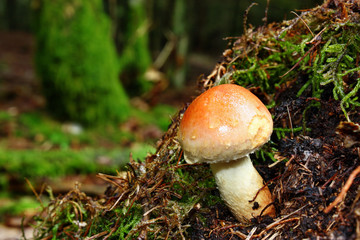 Hypholoma mushroom