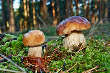 Two mushroom boletus edulis