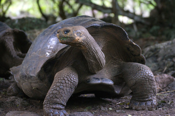 Tortue des Galapagos