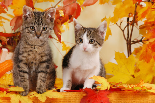 Kätzchen in Herbstdekoration