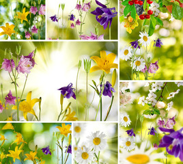 beautiful flowers in the garden closeup