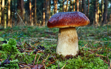 Boletus edulis