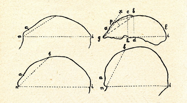 Cranium of chimpanzee, Java man, neanderthal, human