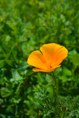 Obraz premium flower in the garden