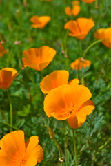 Fototapeta premium flowers in the garden