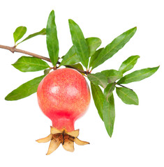 Young pomegranate