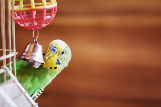 Fototapeta Domestic budgie sitting with his toy friend.