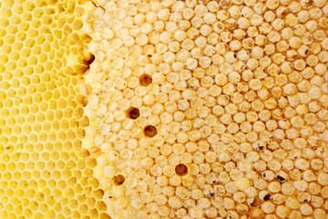 Beehive texture