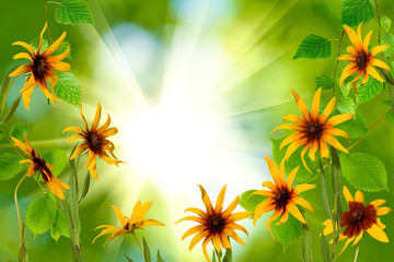 flowers in the garden against the sun