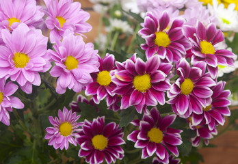Fototapeta premium Colorful chrysanthemum bouquet on rustic wooden background