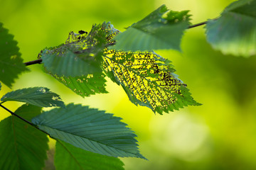 Green leafs eaten by insect, with smooth lush green background