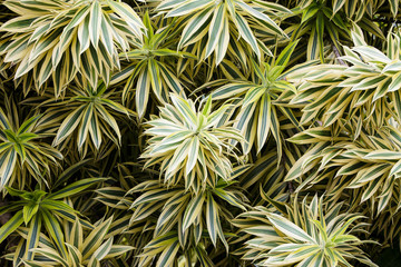 Leaves plant , background.