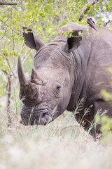 Portrait of an old rhino hiding for poachers in dense bush